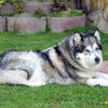 Alaskan malamute