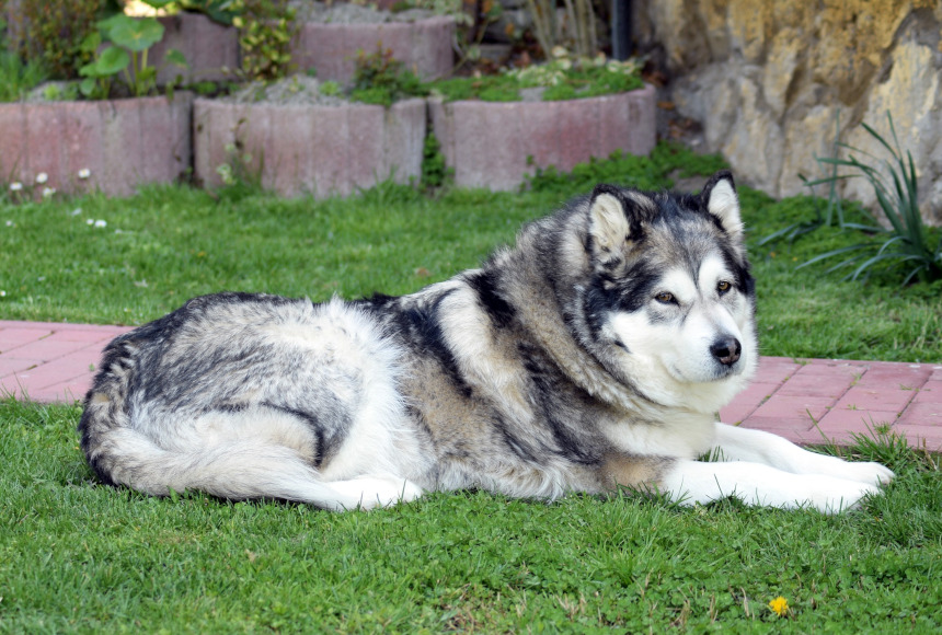 Alaskan Malamute