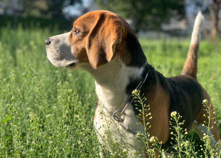 beagle hodowla