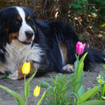 Berneński Pies Pasterski