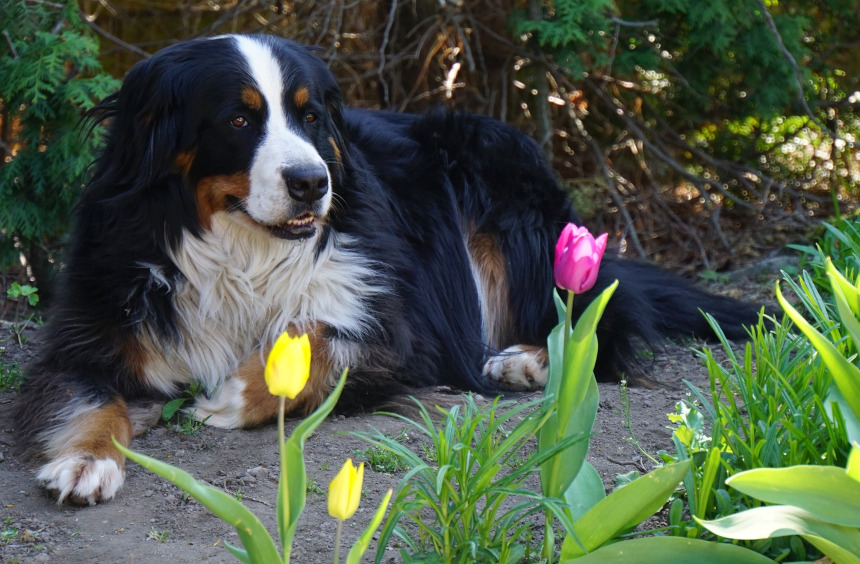 Berneński Pies Pasterski