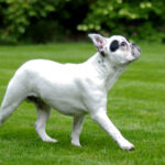 Buldog francuski hodowla