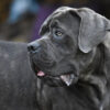 Cane Corso Italiano