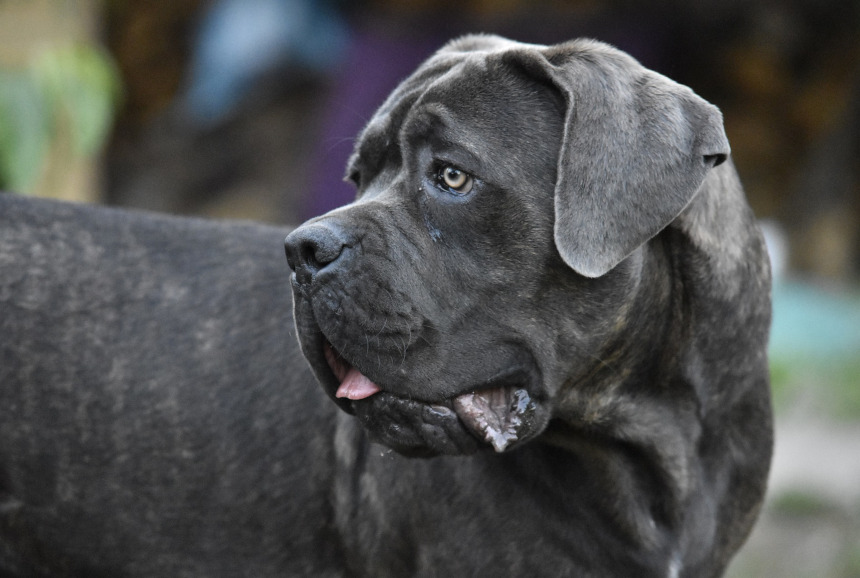Cane Corso Italiano