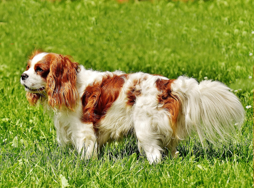 Cavalier King Charles Spaniel