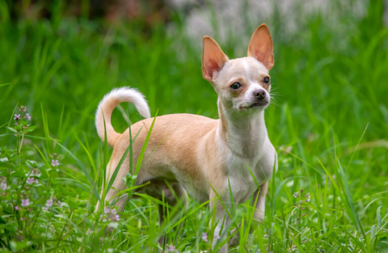 Chihuahua