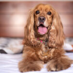Cocker spaniel angielski