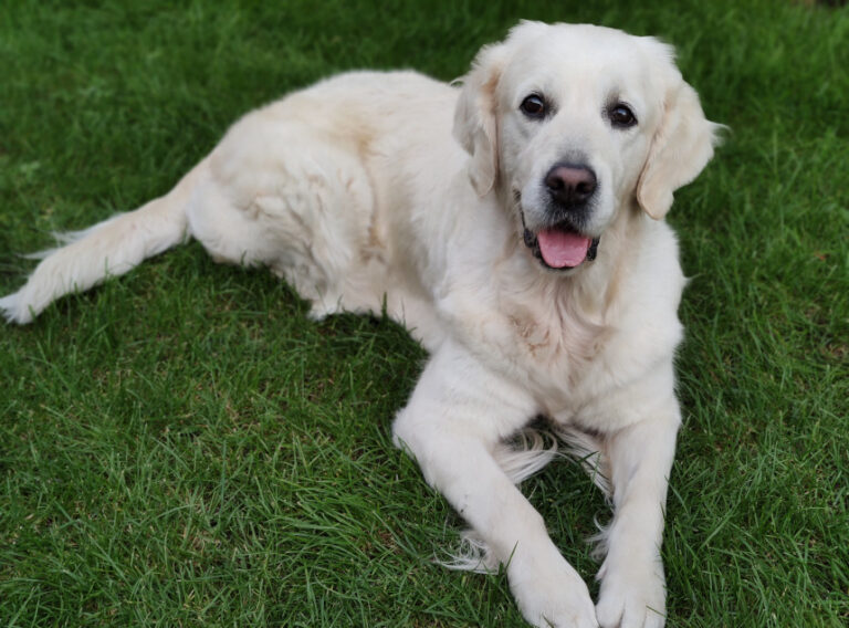 Golden retriever