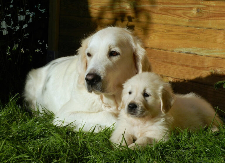 Golden retriever hodowla fci zkwp