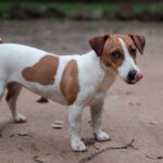 Jack Russell Terrier