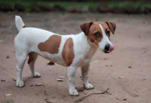 Jack Russell Terrier