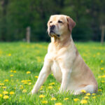 Labrador Retriever