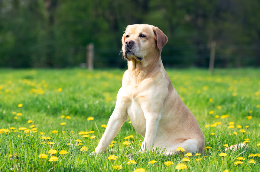 Labrador Retriever