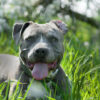 Amstaff