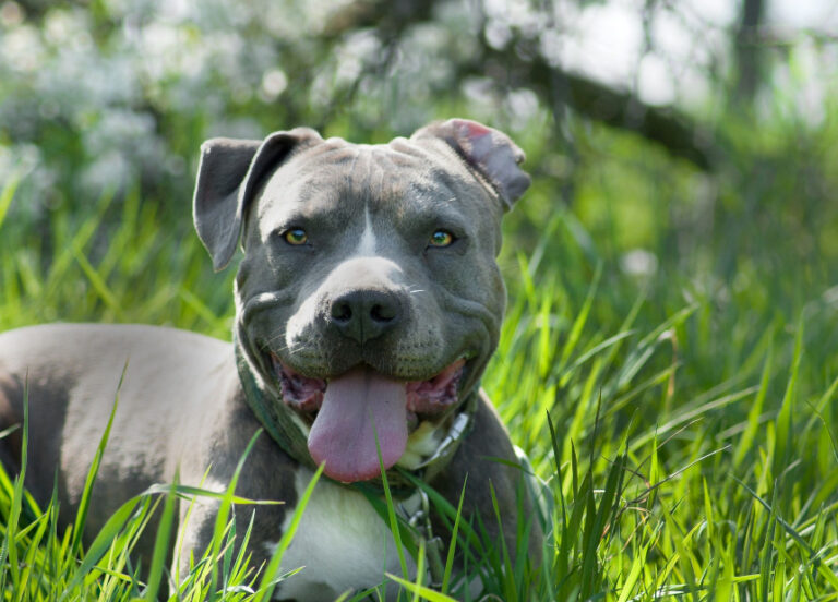pies amstaff American Staffordshire Terrier