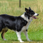 pies border collie