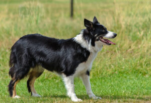pies border collie