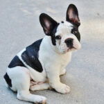 Pies Buldog francuski buldożek