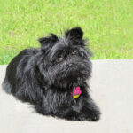 Pinczer małpi Affenpinscher