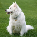 wybiegi dla psów kraków