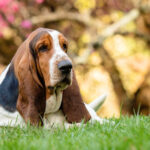 basset hound