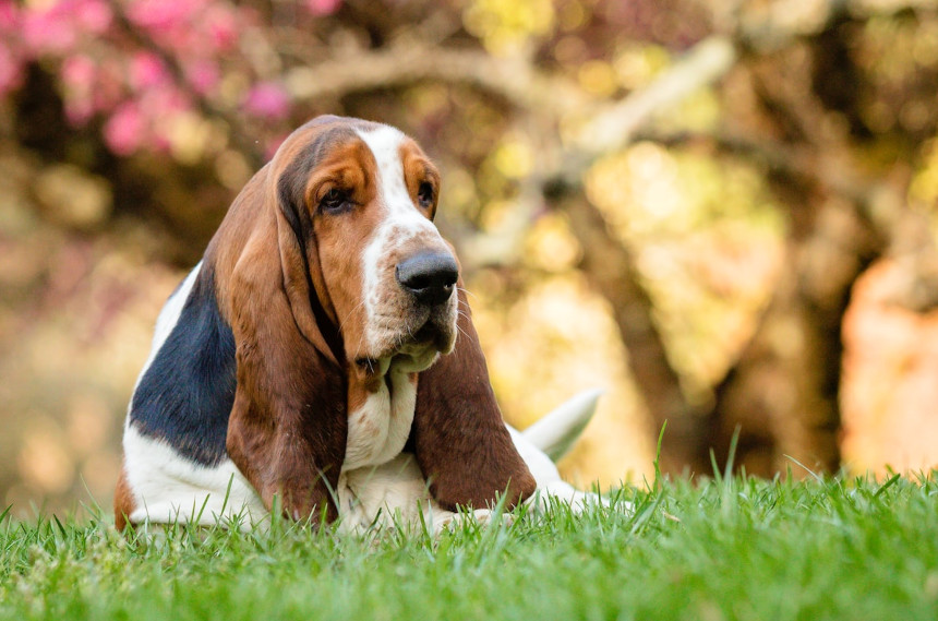 basset hound