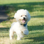 Bichon Frise