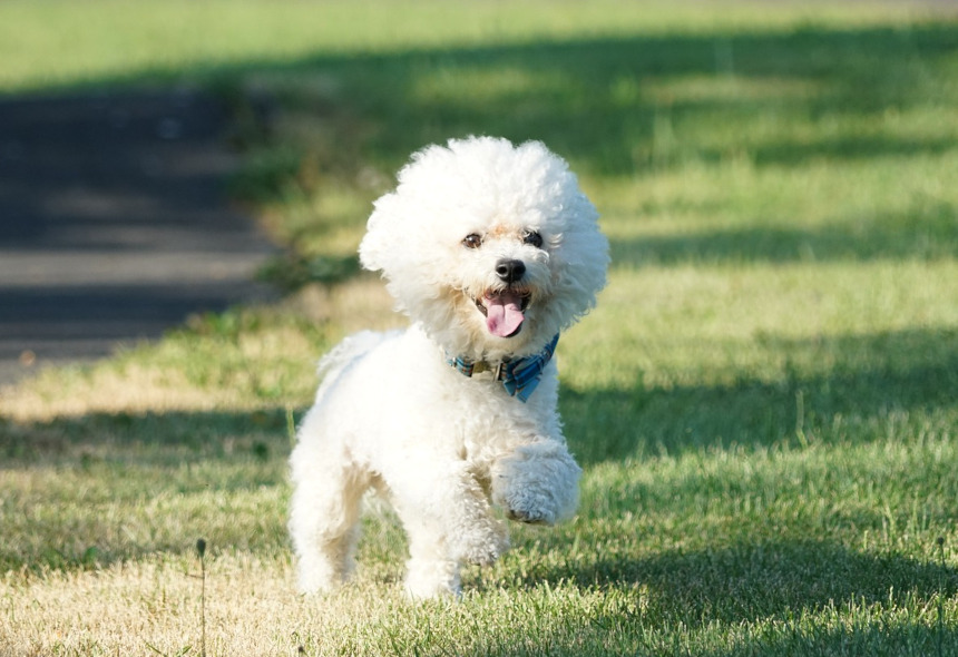 Bichon Frise