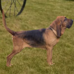 Bloodhound