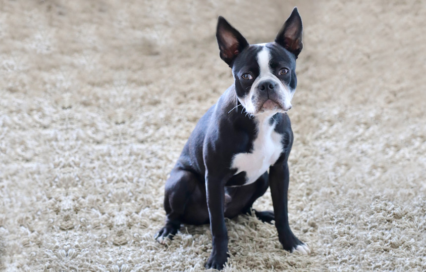 Boston terrier