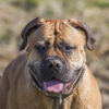 Bullmastiff