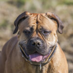 Bullmastiff