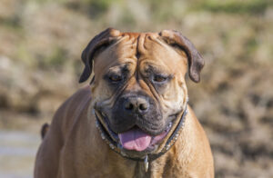 Bullmastiff