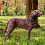 Chesapeake Bay retriever
