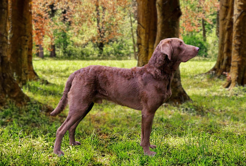 Chesapeake Bay retriever