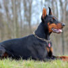 Doberman