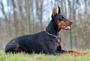 doberman