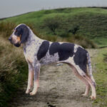 Duży gończy gaskoński