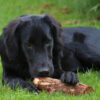 Flat Coated Retriever