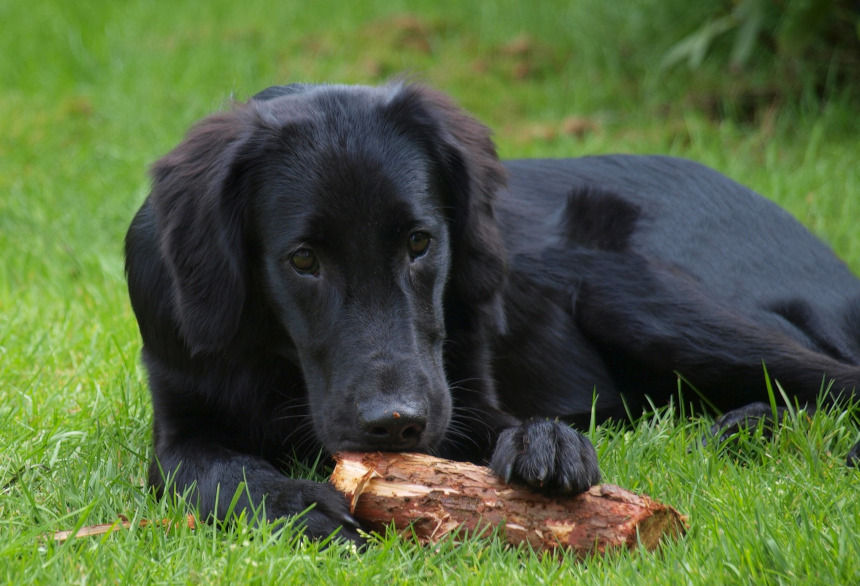 flat coated retriever