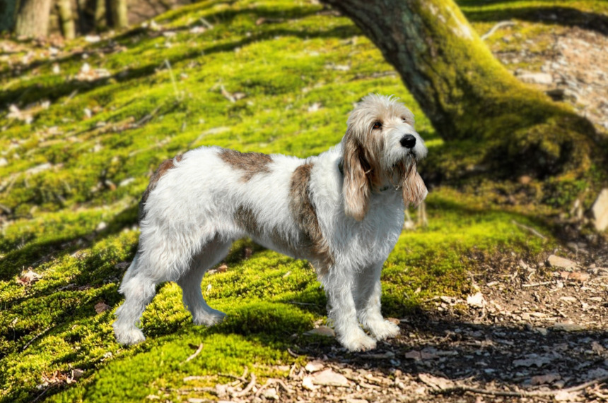 Grand Griffon Vendéen