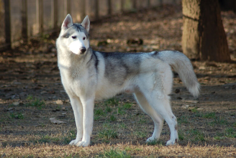 Husky syberyjski Siberian Husky