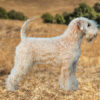 Irish soft coated wheaten terrier