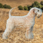 Irish soft coated wheaten terrier