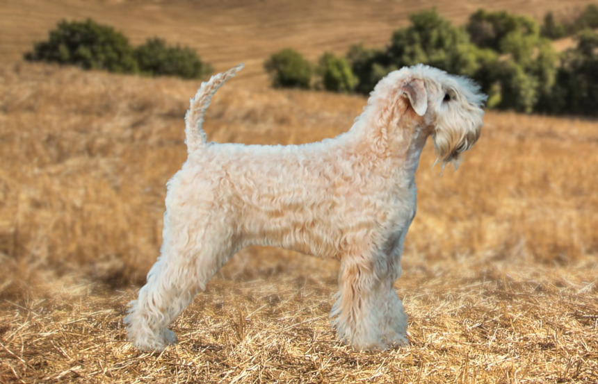 Irish soft coated wheaten terrier