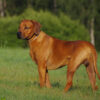 Rhodesian Ridgeback