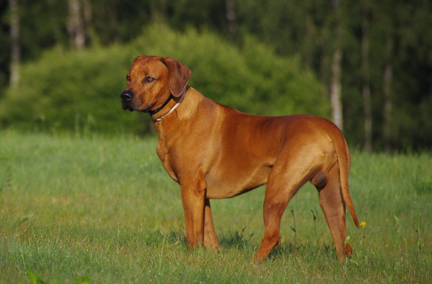 Rhodesian ridgeback