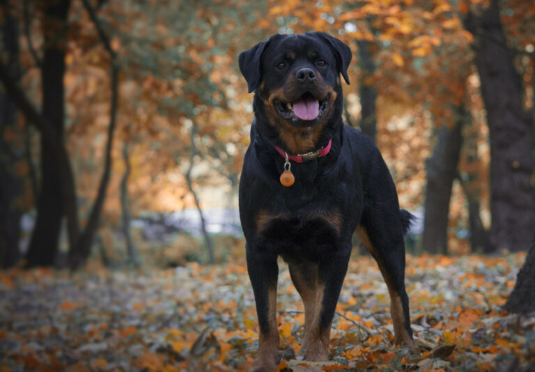 Rottweiler