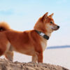 Shiba Inu