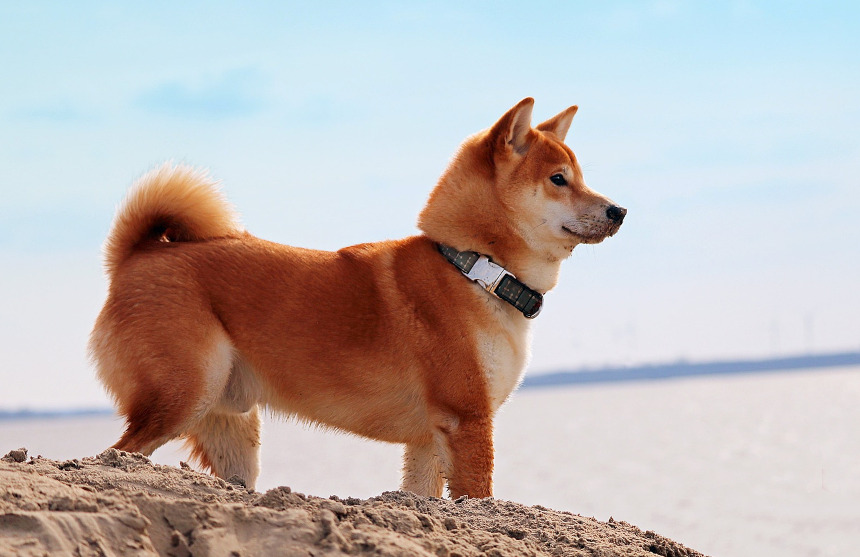 Shiba Inu